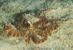 wonderpus by Afflitti Gianluca 